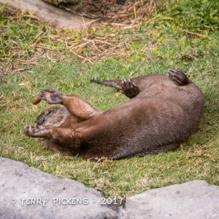 This otter really enjoyed playing with this rock