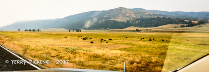 Bison in Lamar Valley, Yellowstone NP