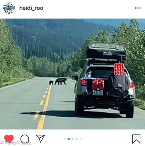 Watch out for the bears along the highway.